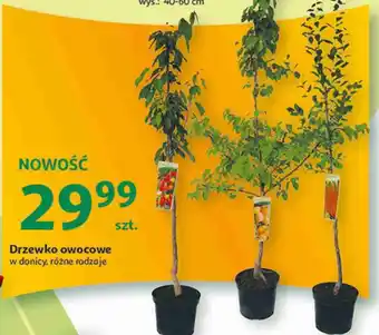 Auchan Drzewko owocowe oferta