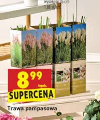 Biedronka Trawa pampasowa oferta