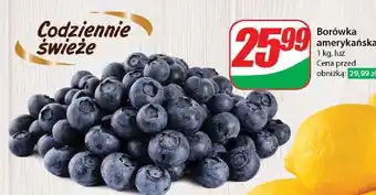 Dino Borówka amerykańska oferta