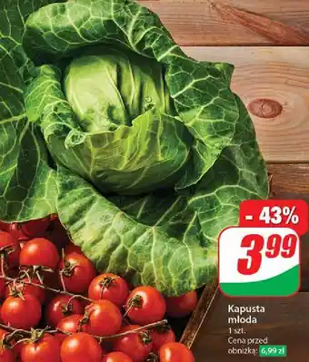 Dino Kapusta młoda oferta