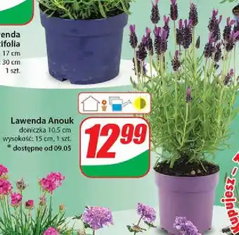 Dino Lawenda anouk 10.5 cm oferta