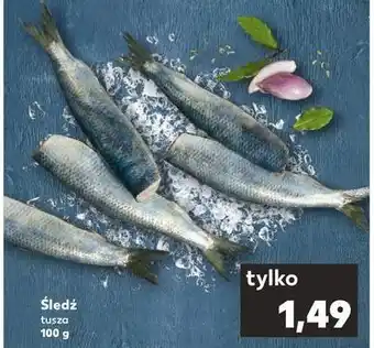 Kaufland Śledz tusza oferta