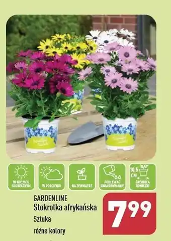 ALDI Stokrotka afrykańska don. 10.5 cm Gardenline oferta