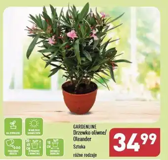 ALDI Drzewko oliwne Gardenline oferta