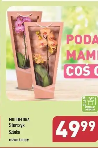 ALDI Storczyk Multiflora oferta