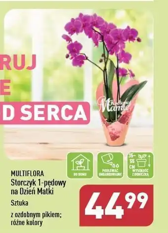 ALDI Storczyk 1-pędowy oferta