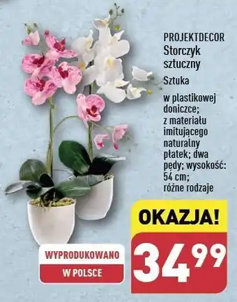 ALDI Storczyk 54 cm Projektdecor oferta