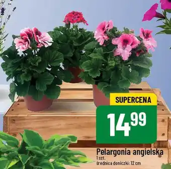 Polomarket Pelargonia angielska oferta
