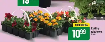 Polomarket Rośliny rabatowe oferta