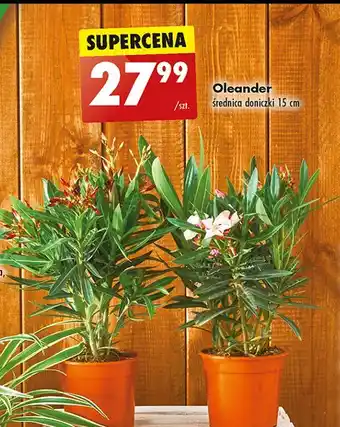Biedronka Oleander oferta