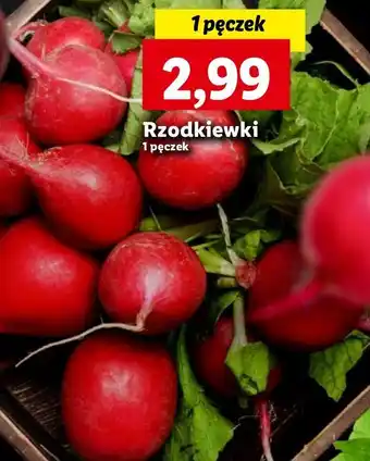 Lidl Rzodkiewka oferta