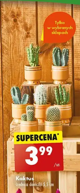 Biedronka Kaktus oferta