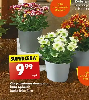 Biedronka Chryzantema domowa oferta