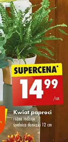 Biedronka Paproć oferta