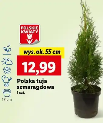 Lidl Tuja szmaragd oferta