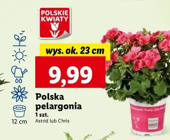 Lidl Pelargonia chris don. 23 cm oferta