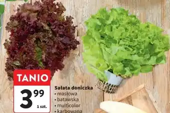 Intermarche Sałata multicolor oferta