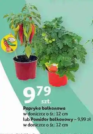 Auchan Pomidor balkonowy oferta