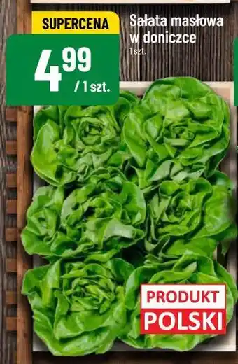 Polomarket Sałata masłowa w doniczce oferta