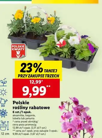 Lidl Begonia oferta