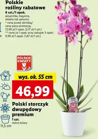 Lidl Storczyk dwupędowy premium oferta