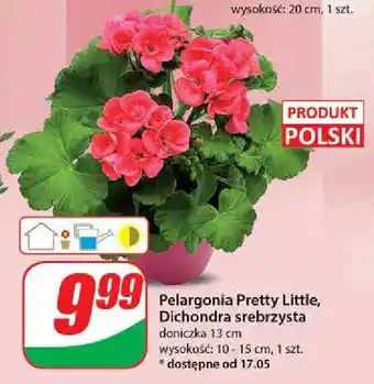 Dino Pelargonia pretty little oferta