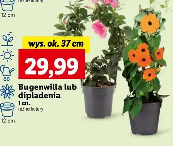 Lidl Dipladenia oferta