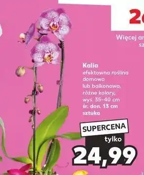 Kaufland Kalia domowa 13 cm oferta