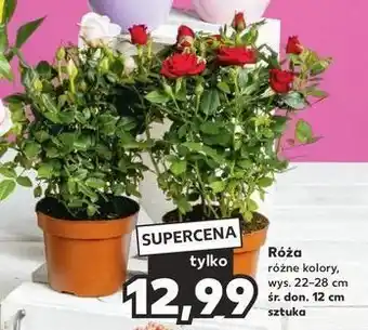Kaufland Róża don. 12 cm oferta