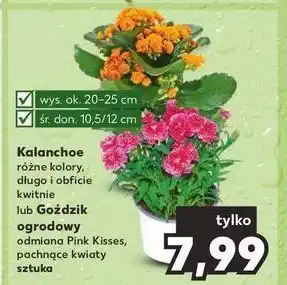 Kaufland Gożdzik ogrodowy oferta