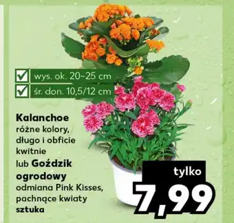 Kaufland Kalanchoe Ok oferta