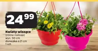 Netto Kwiat wiszący oferta