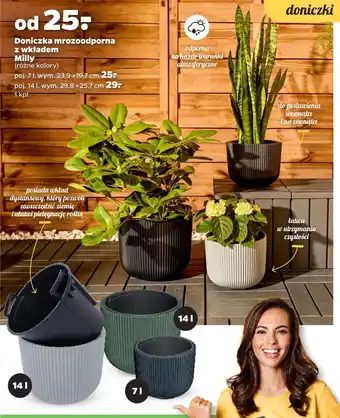 Netto Doniczka mrozoodporna z wkładem milly 7 l oferta