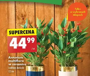 Biedronka Anturium multiflora w ceramice 12 cm oferta
