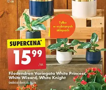 Biedronka Filodendron white princess oferta