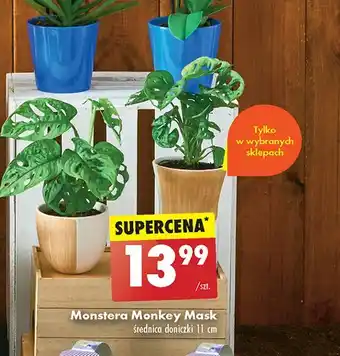 Biedronka Monstera monkey mask 11 cm oferta