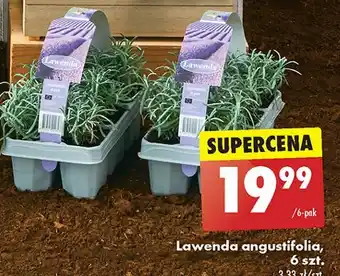 Biedronka Lawenda angustifolia oferta