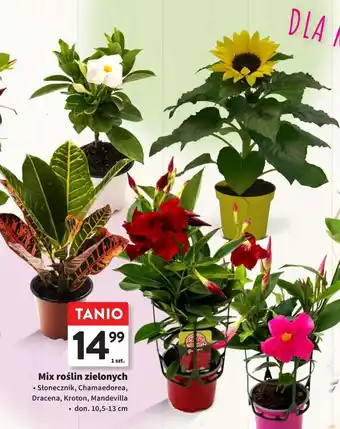 Intermarche Słonecznik oferta