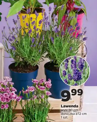 Netto Lawenda oferta