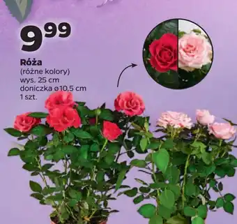 Netto Róża 10.5 cm oferta