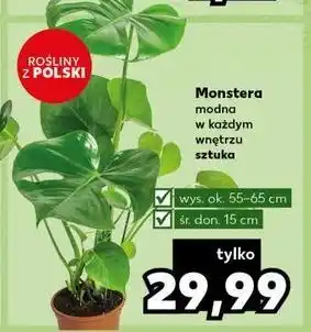 Kaufland Monstera oferta