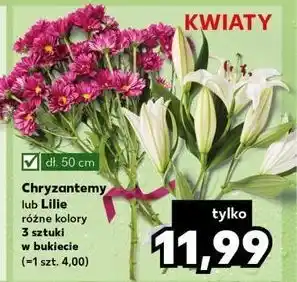 Kaufland Chryzantema oferta