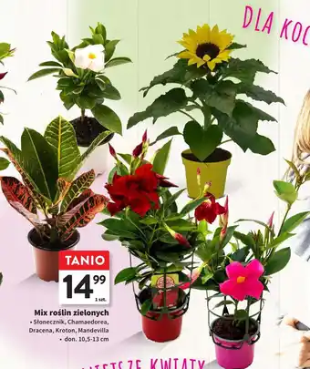 Intermarche Mix roślin zielonych 10,5 - 13 cm oferta