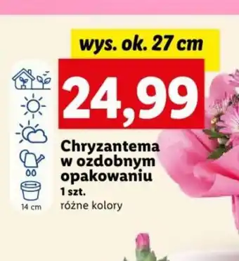 Lidl Chryzantema w ozdobnym opakowaniu 27 cm oferta