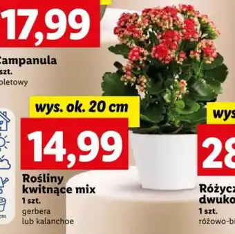 Lidl Rośliny kwitnące ok. 20 cm oferta