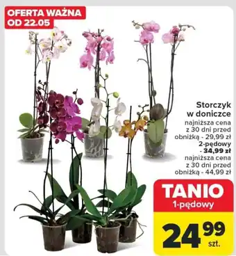 Carrefour Storczyk w doniczce oferta