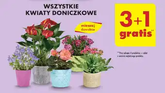 Biedronka WSZYSTKIE KWIATY DONICZKOWE oferta