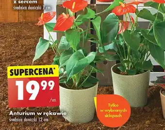 Biedronka Anturium 12 cm oferta