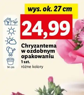 Lidl Chryzantema oferta