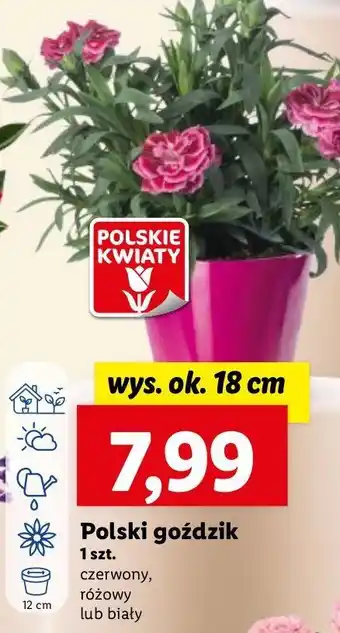 Lidl Gożdzik oferta